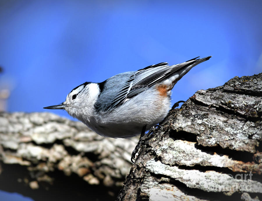 White-breasted Nuthatch - Claytor Lake State Park Photograph by Kerri Farley