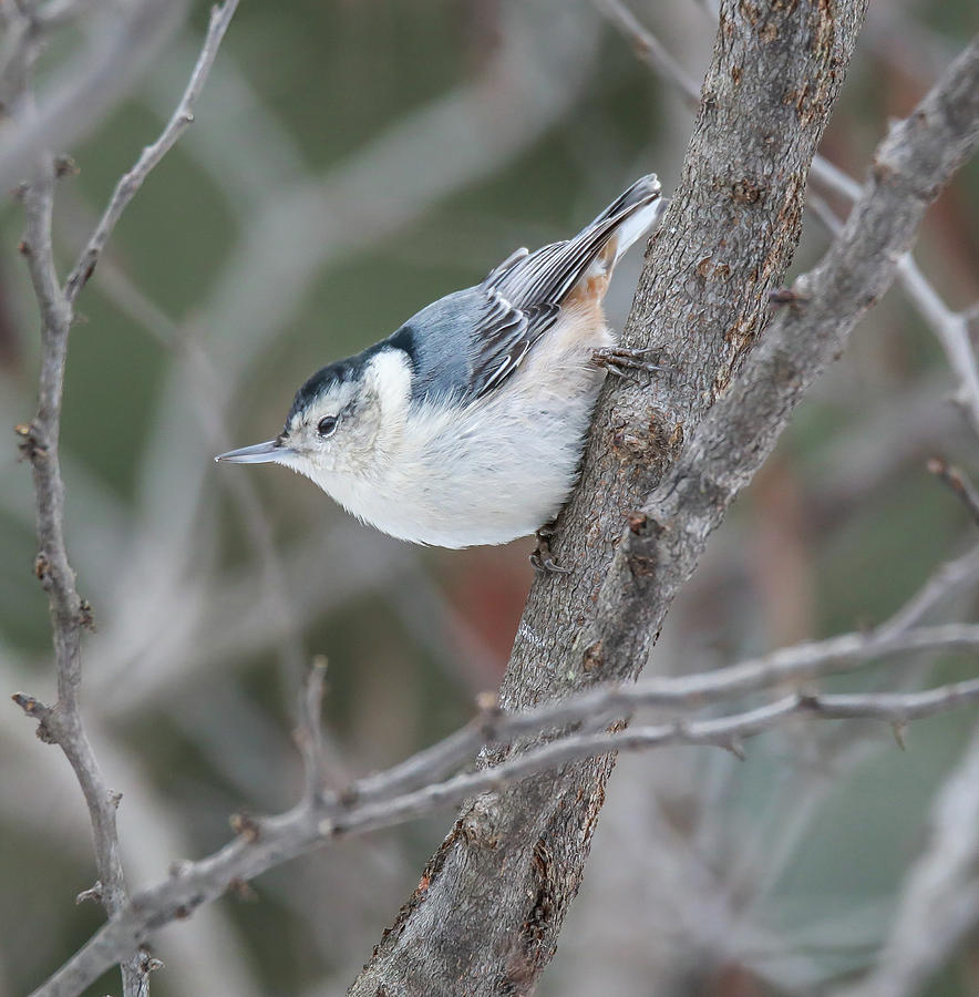White Breasted Nuthatch by Dan Sproul White Breasted Nuthatch by Dan Sproul