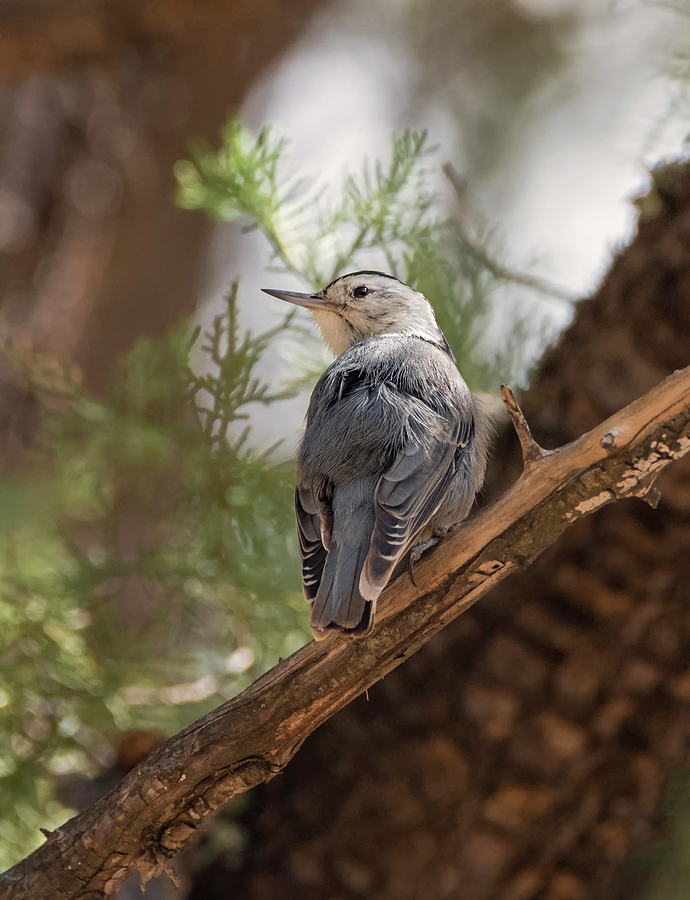 White Breasted Nuthatch Photograph by Loree Johnson