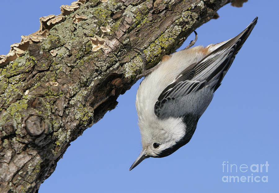 Wildlife Photograph - White-breasted Nuthatch by Manuel Presti/science Photo Library