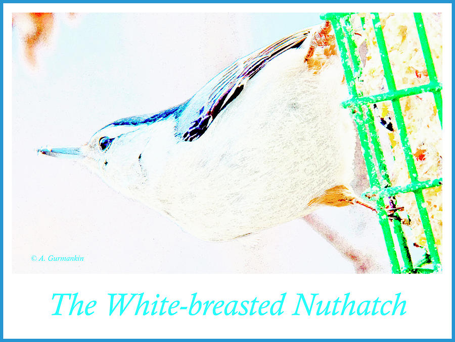 White-breasted Nuthatch on Suet Feeder Digital Art by A Macarthur Gurmankin