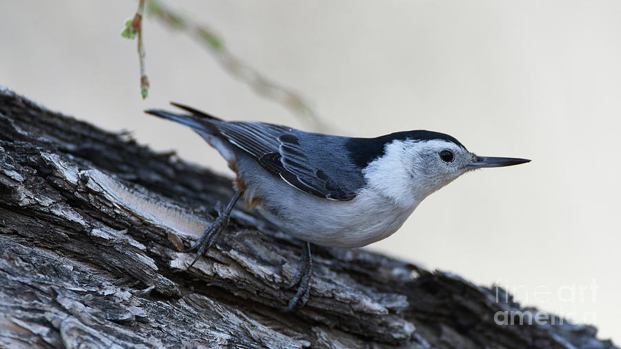 White-breasted Nuthatch Photograph by Robert WK Clark