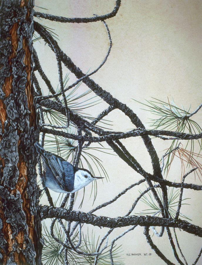 White Breasted Nuthatch Painting by Ron Parker