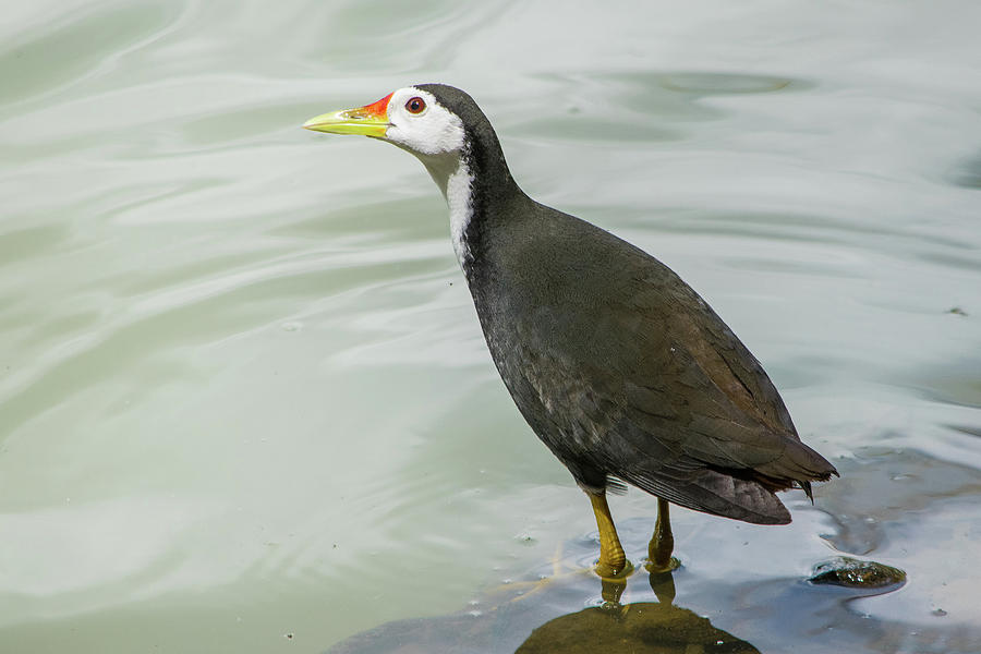 White-breasted water hen Photograph by Yazir Zubair - Fine Art America