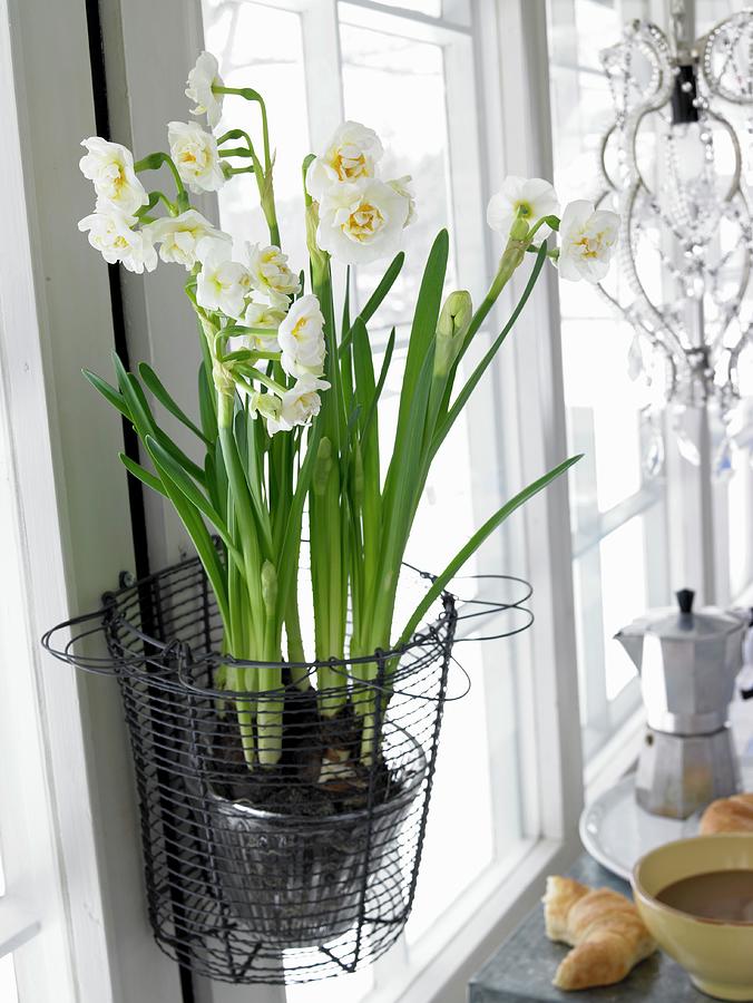 Spring Photograph - White bridal Crown Narcisi In A Wire Basket Next To A Window by Greenhaus Press