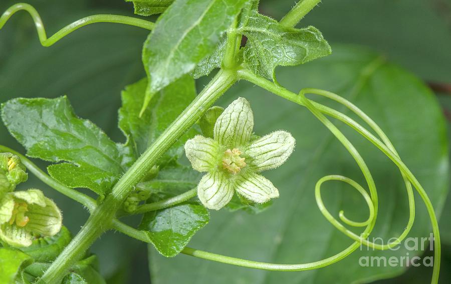 White Bryony (bryonia Dioica) Photograph by Science Photo Library White Bryony (bryonia Dioica) Photograph by Science Photo Library