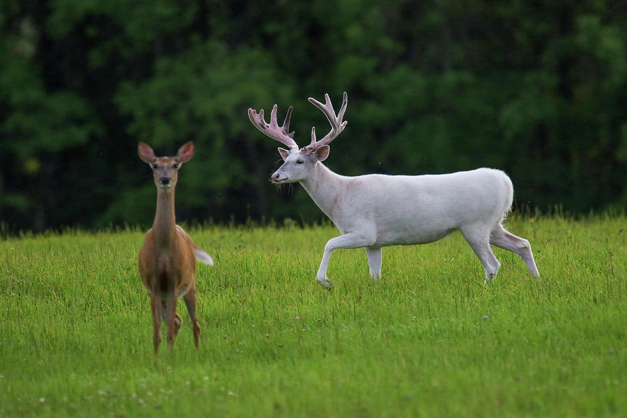 White Buck and Doe Photograph by Brook Burling