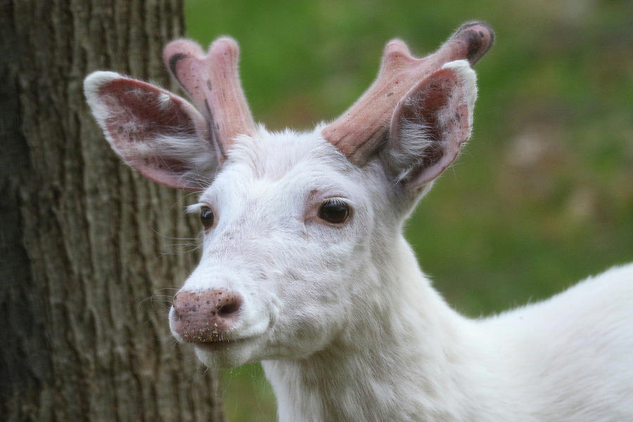 White Buck Growing Antlers Photograph by Brook Burling - Pixels