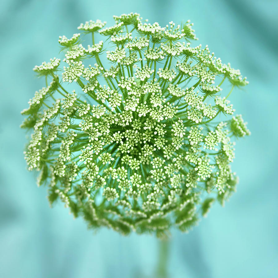 Nature Digital Art - White Budding Wildflower Against Turquoise by Lisbeth Hjort