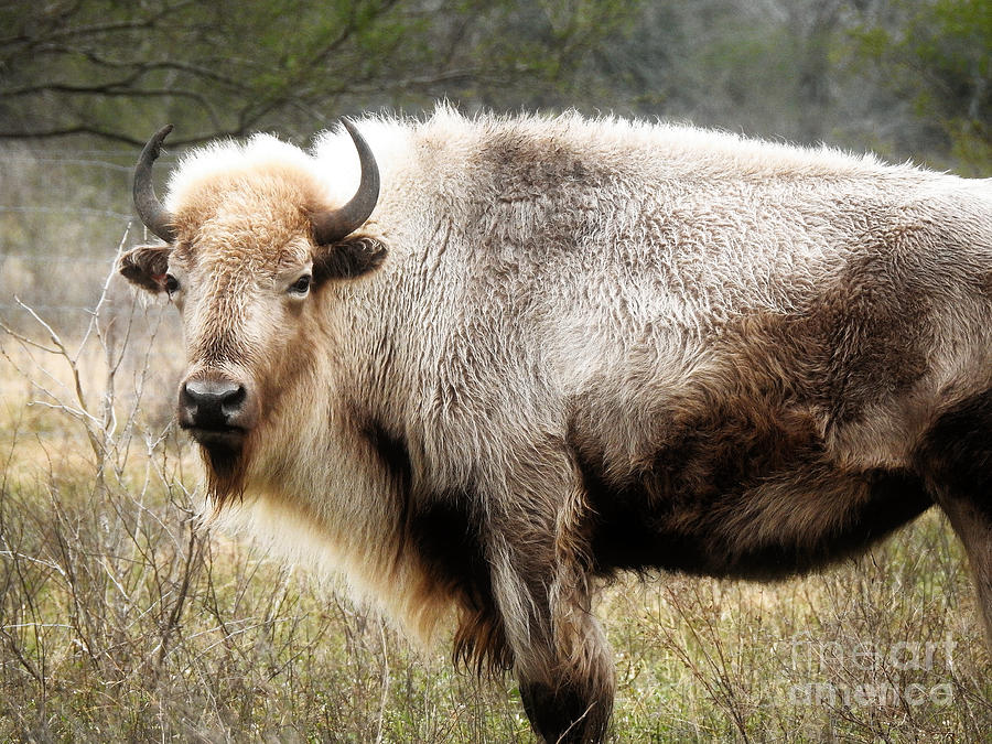 White Buffalo Bison Photograph by Ella Kaye Dickey