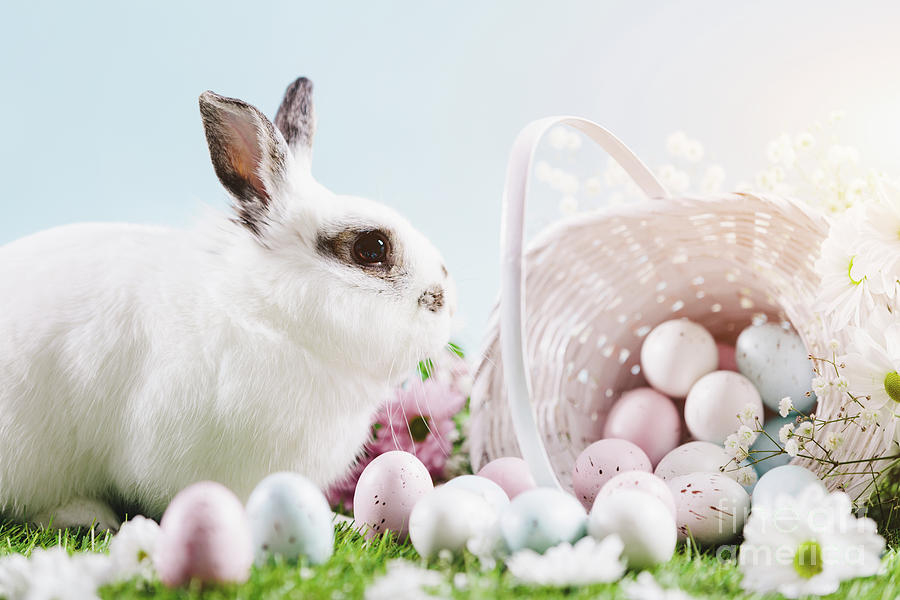 White bunny and Easter eggs and decorations Photograph by Michal Bednarek