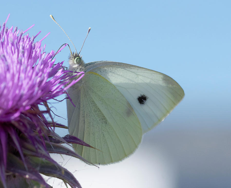 White Butterfly Photograph by Rick Mosher
