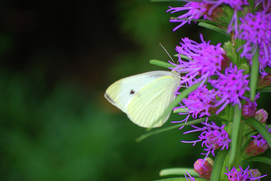 White Cabbage Butterfly Photograph