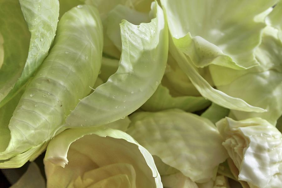 White Cabbage Leaves seen From Above Photograph by Jean-marc Blache