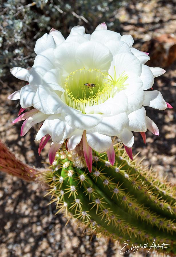 White Cactus Flower and Bee Photograph by Elizabeth Abbott