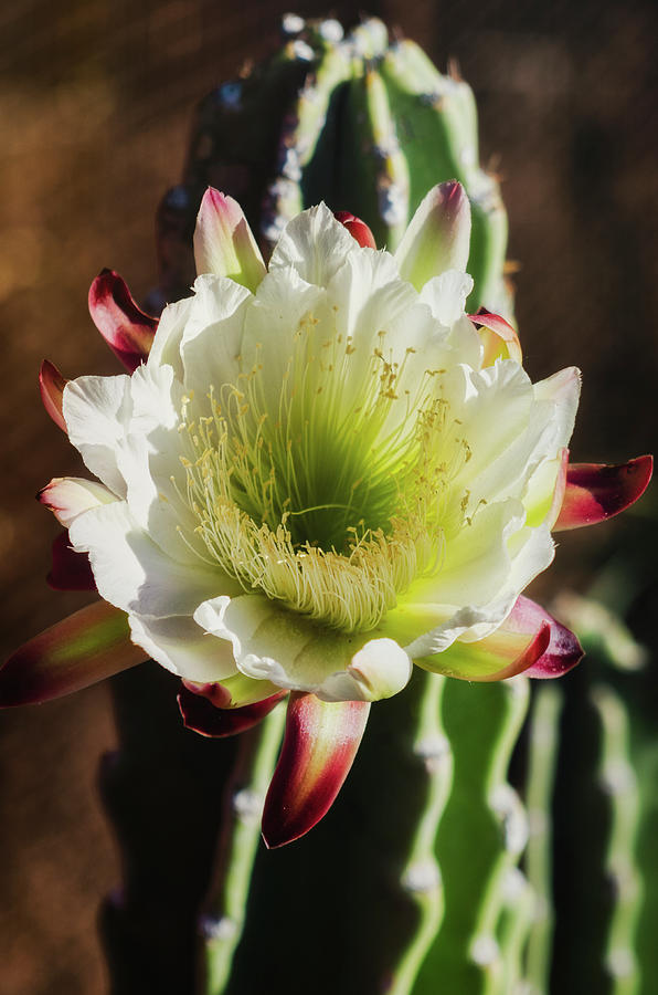 White Cactus Flower At Dawn  Photograph by Saija Lehtonen