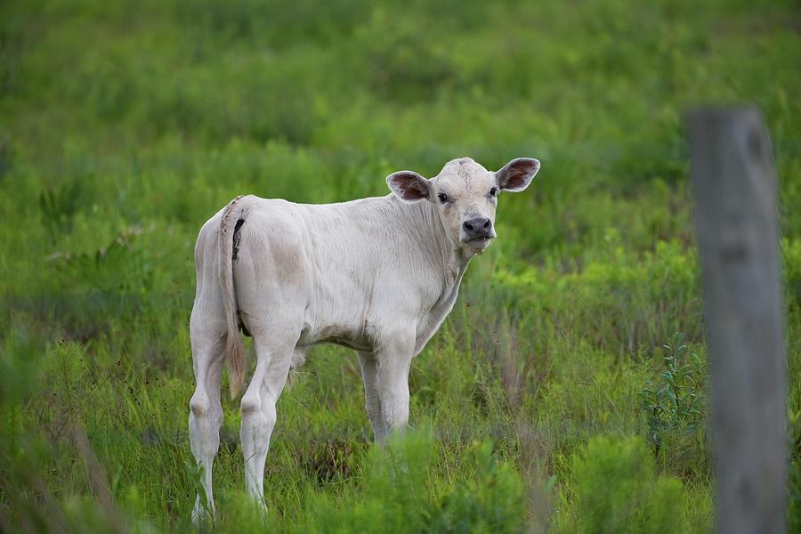 White Calf Says Moove Along Photograph by T Lynn Dodsworth