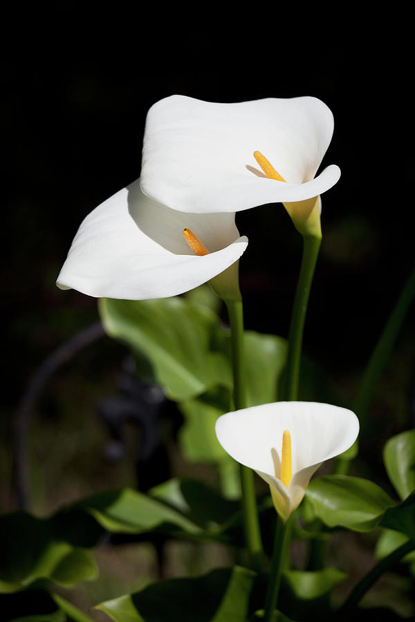 White Calla Lilies Photograph by Tobias Titz