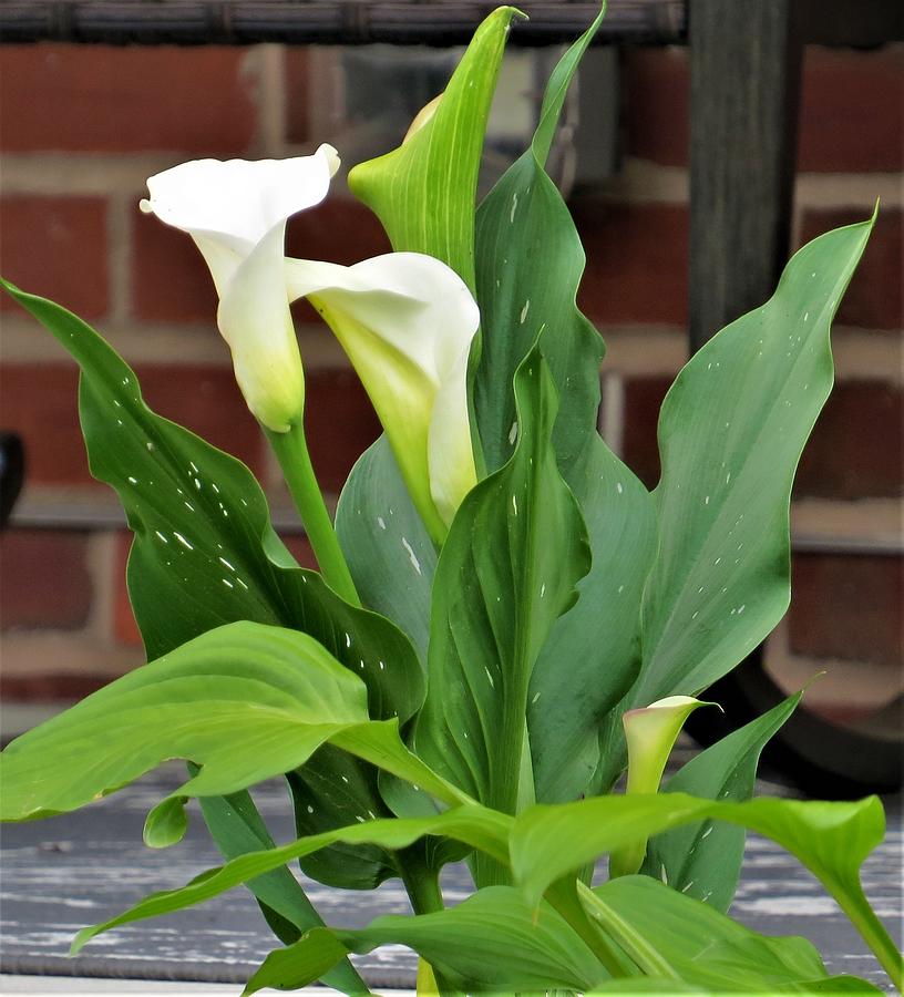 White Calla Lily Photograph by Jeanette Oberholtzer