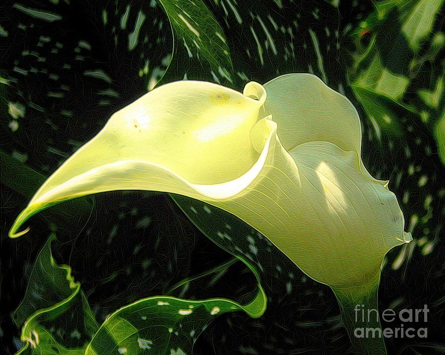 White Calla Lily with Melting Abstract Effect Photograph by Rose Santuci-Sofranko