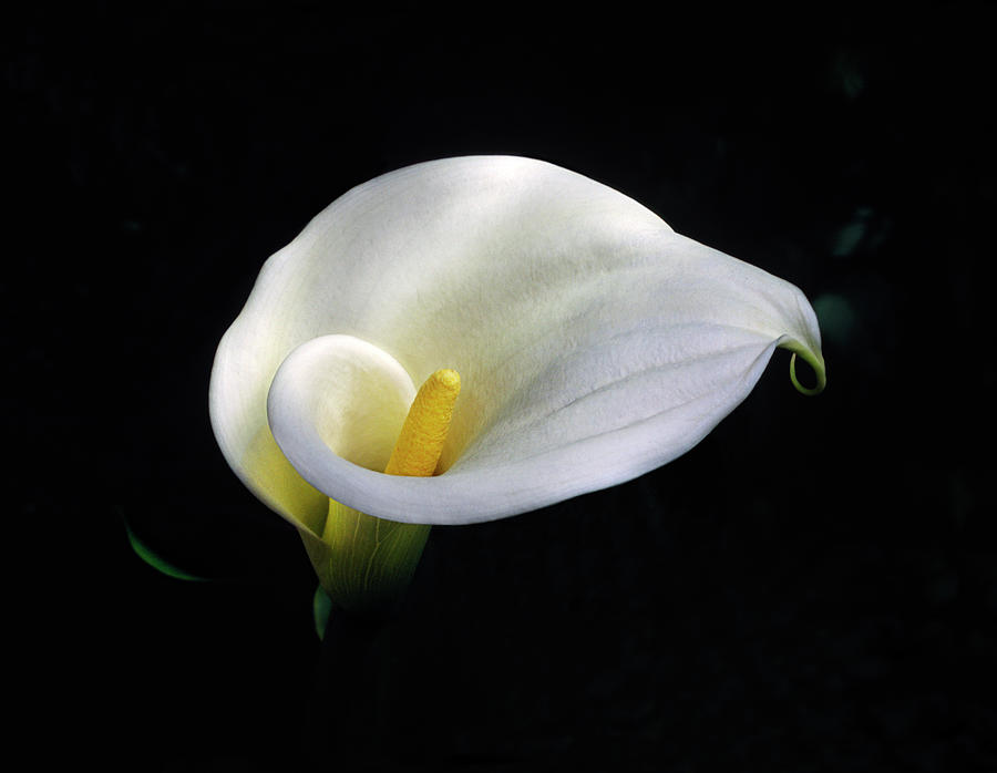 White Calla Lily, Zantedeschia Photograph by Diane Miller
