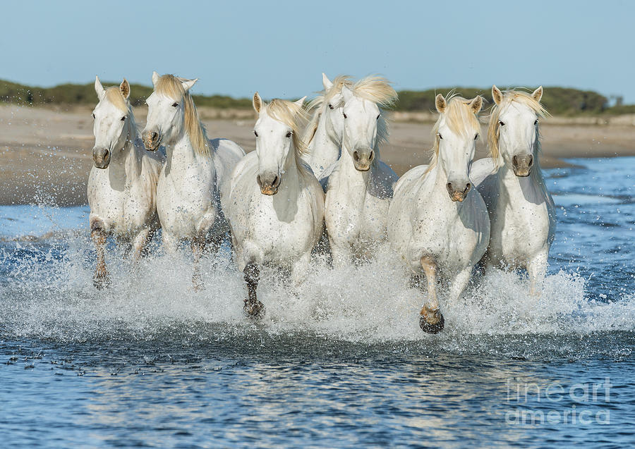 Country Photograph - White Camargue Horses Galloping Along by Vadim Petrakov Country Photograph - White Camargue Horses Galloping Along by Vadim Petrakov