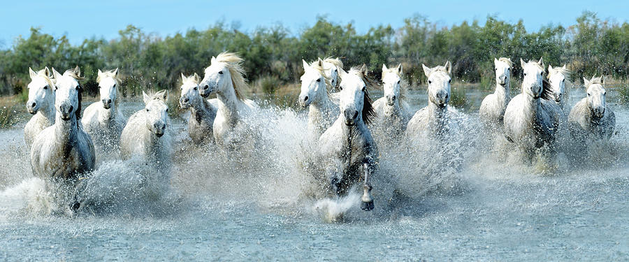White Camargue Horses Running Through Photograph by Mike Hill