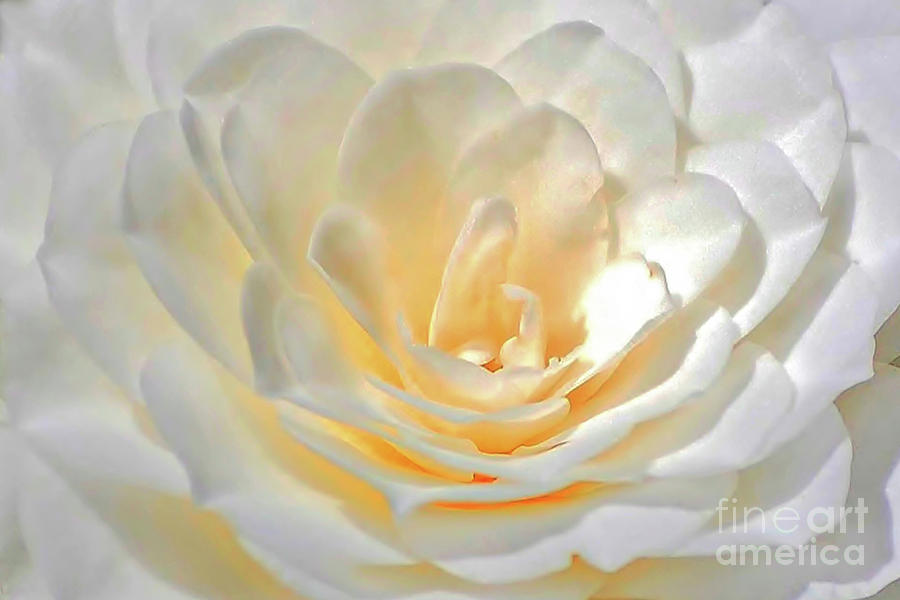 White Camelia Catching The Sunlight Photograph by Kathy Baccari