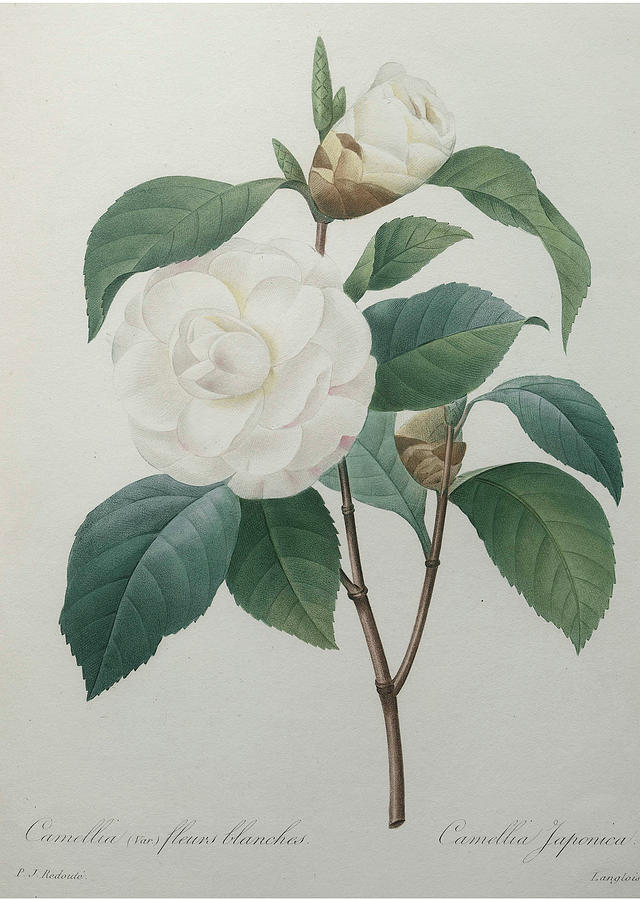 White Camellia Painting by Pierre-Joseph  Redoute