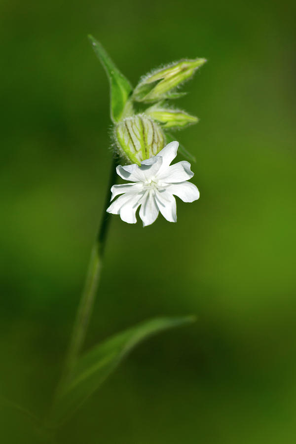 White Campion Flower Photograph by Christina Rollo