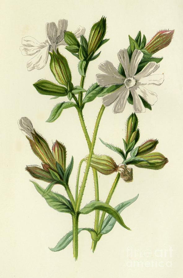 White Campion Drawing by Print Collector