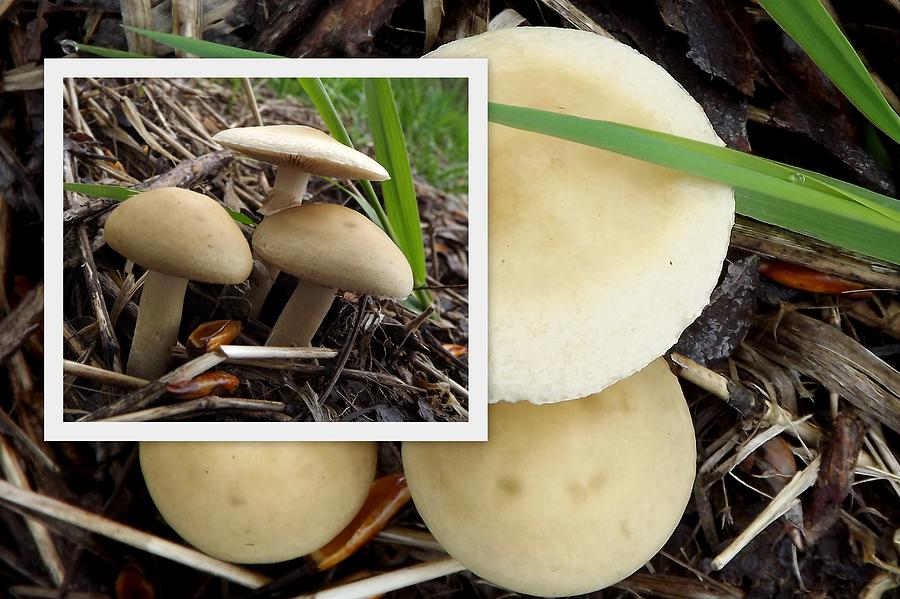 White Cap Mushroom Collage Photograph by Linda Vanoudenhaegen