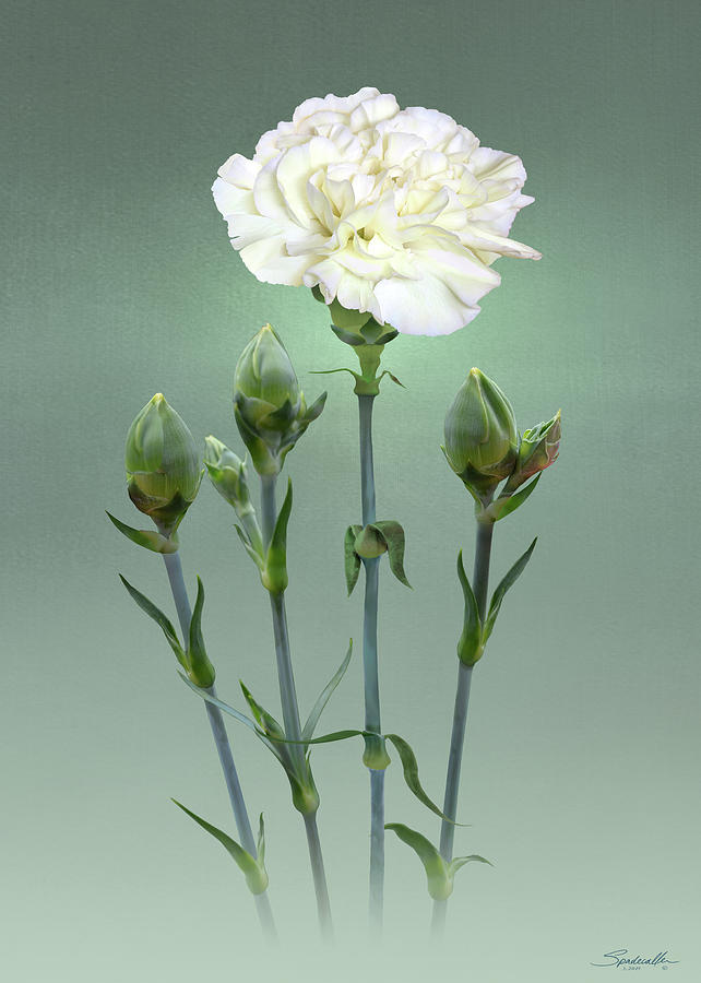 White Carnation Digital Art by M Spadecaller
