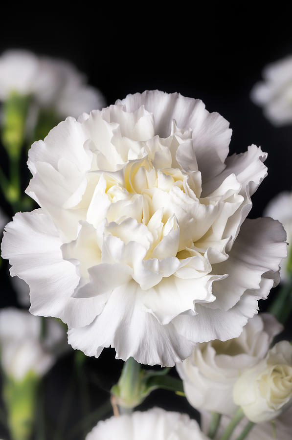 white carnations