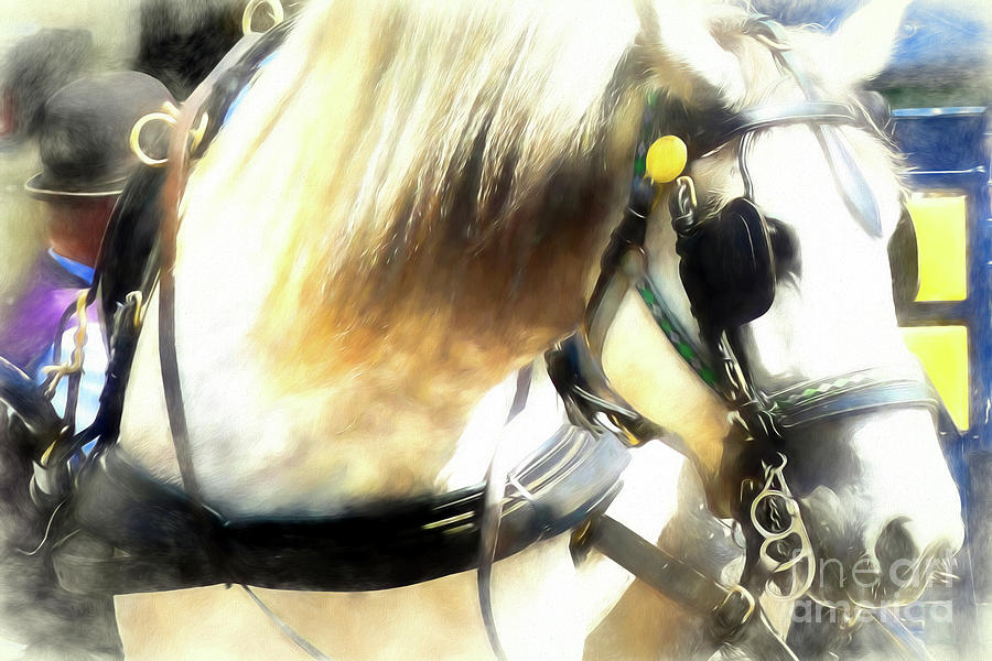 White Carriage Horse in Montreal Digital Art by Amy Dundon