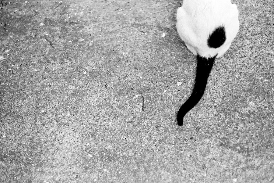 White Cat Black Tail Photograph by Photography By Bert.design