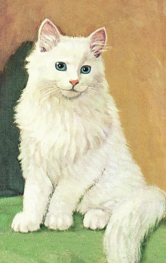 Vintage Drawing - White cat by CSA Images