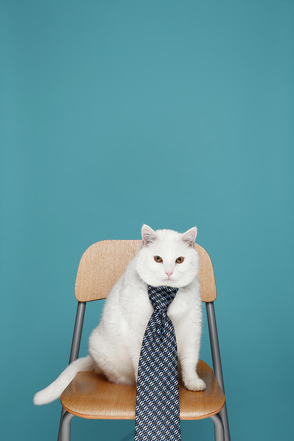 White Cat In  Tie Photograph by Steven Coutts Photography