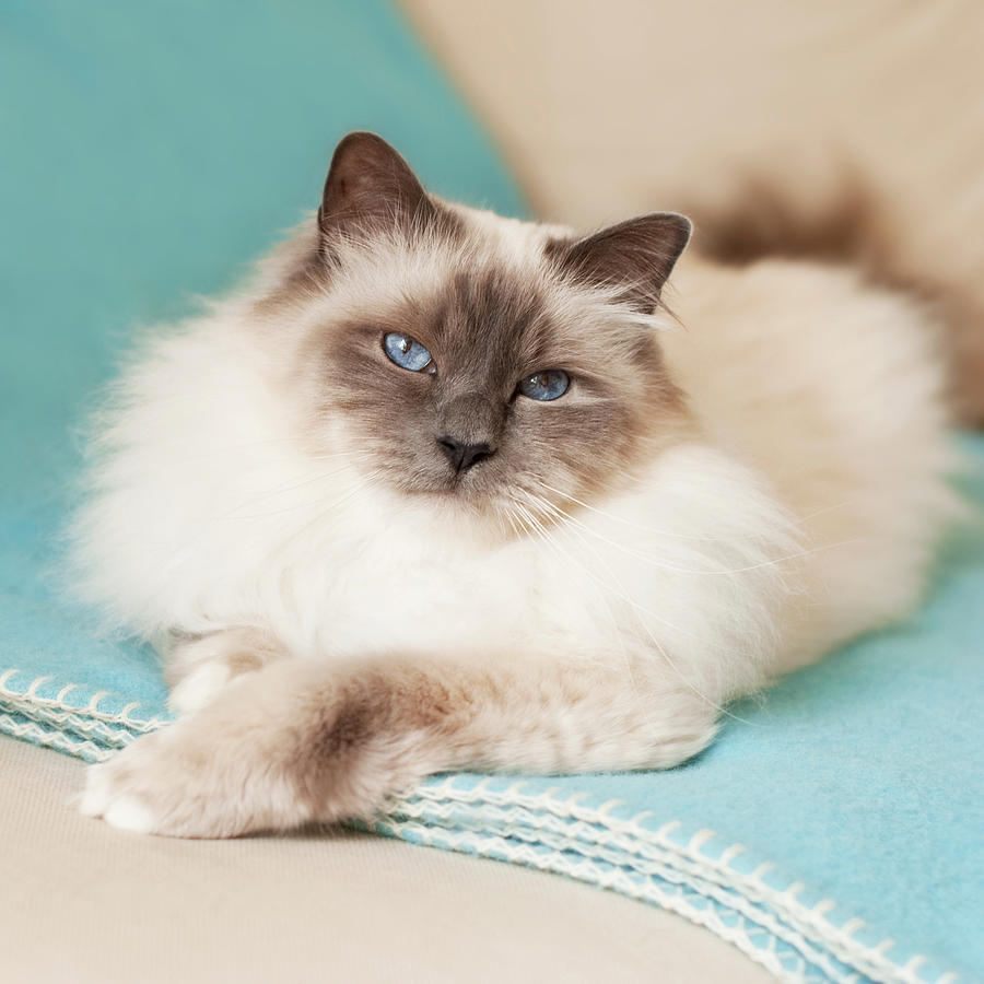 Animal Photograph - White Cat On Blue Blanket by Mariar