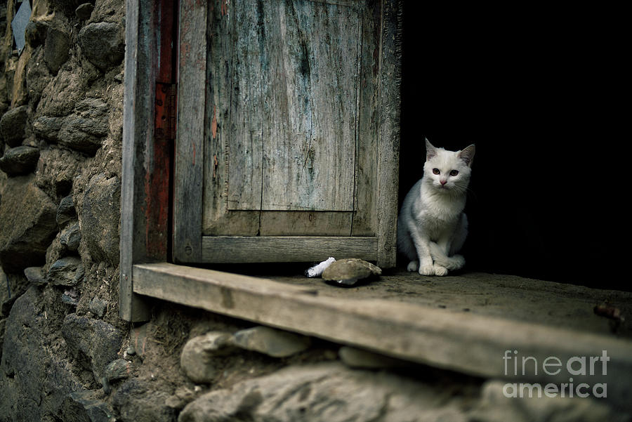 White Cat Sitting By Wooden Door Photograph by Alisdair Jones