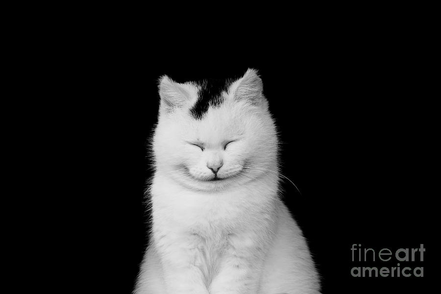 Love Photograph - White Cat Smiling by Masyle
