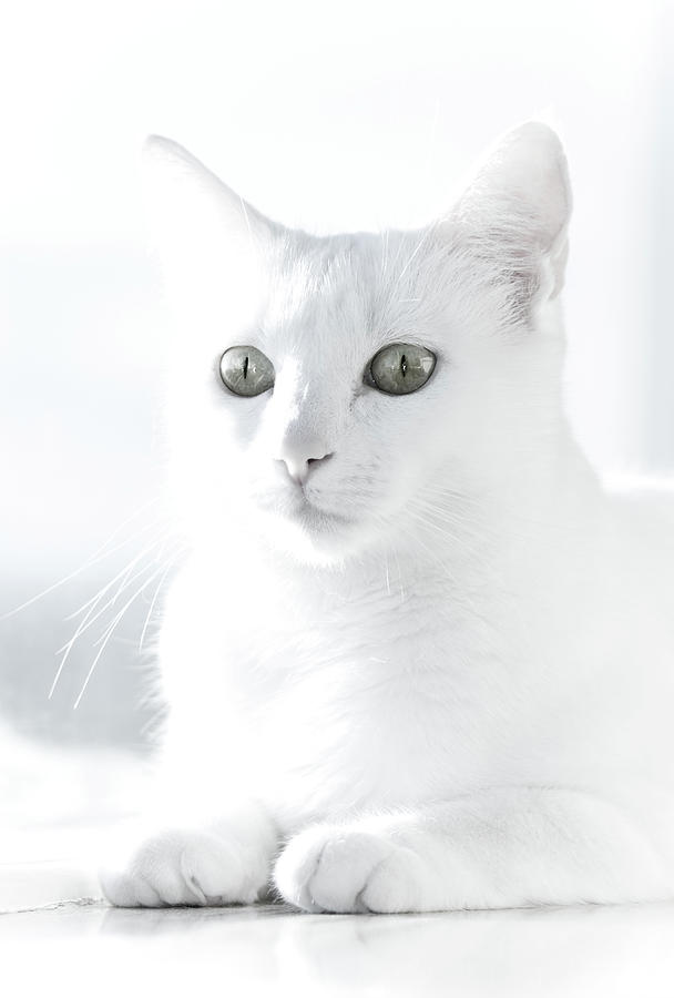 White Cat Photograph by Vilhjalmur Ingi Vilhjalmsson