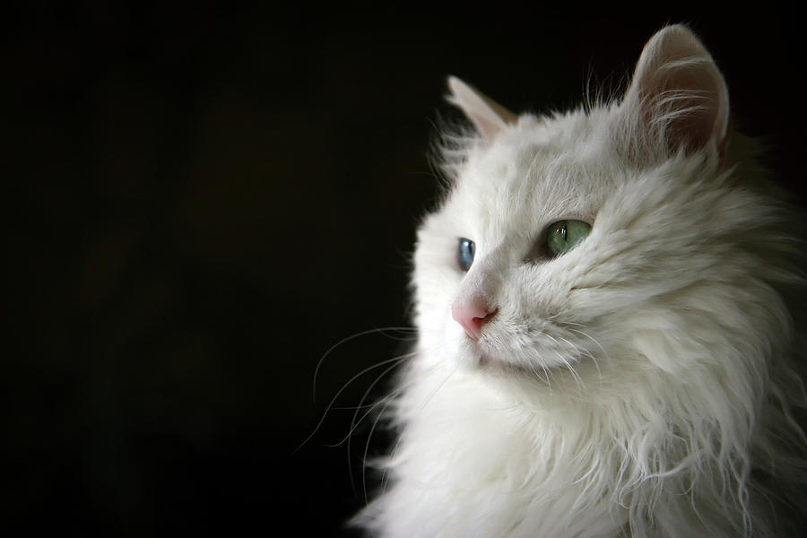 White Cat With Dignity Photograph by Hiu-ming Eric Lam & 2to1 Photography