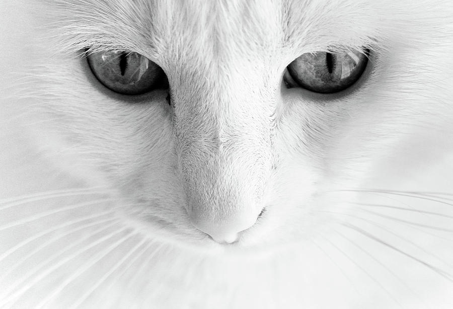 White Cat With Gray Eye Photograph by Vilhjalmur Ingi Vilhjalmsson