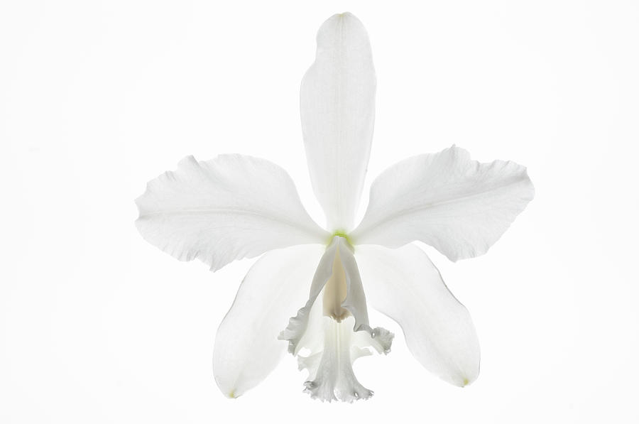 White Cattleya Orchid Against White Photograph by Mike Hill