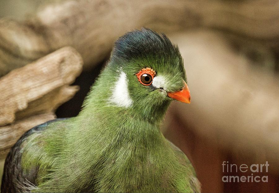 Turaco Photograph - White-cheeked Turaco by Brian Gadsby/science Photo Library Turaco Photograph - White-cheeked Turaco by Brian Gadsby/science Photo Library