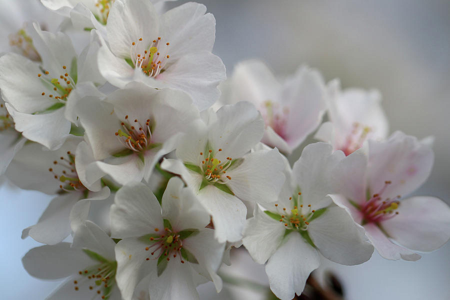 White Cherry Blossom 1 Photograph by Mary Anne Delgado