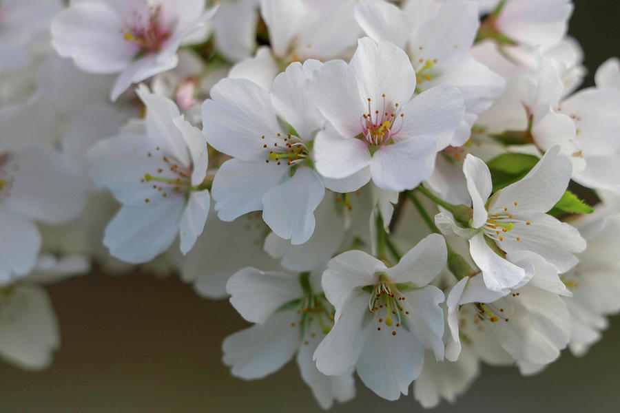 White Cherry Blossom 2 Photograph by Mary Anne Delgado