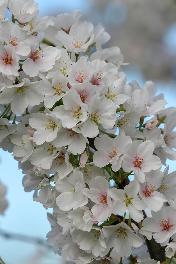 White Cherry Blossom 3 Photograph by Mary Anne Delgado