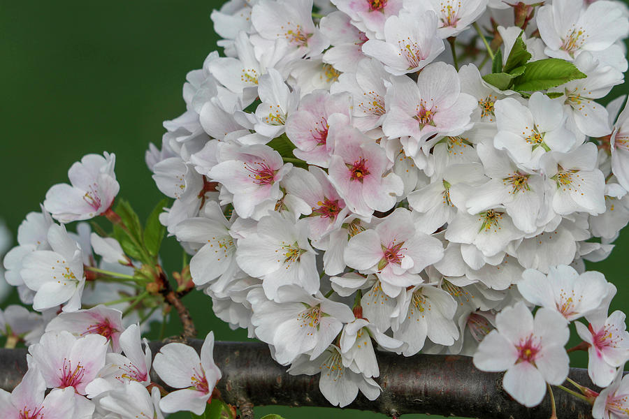 White Cherry Blossom 5 Photograph by Mary Anne Delgado